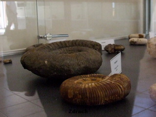 Zaurolandia Muzeum Skamieniałości w Rogowie