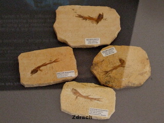 Zaurolandia Muzeum Skamieniałości w Rogowie