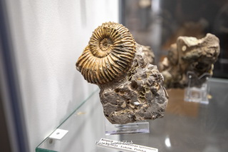 Muzeum Minerałów i Skamieniałości Święta Katarzyna