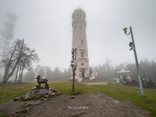 Wielka Sowa Foto Jesień 2020