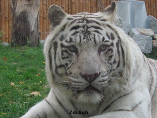 ZOO Wrocław