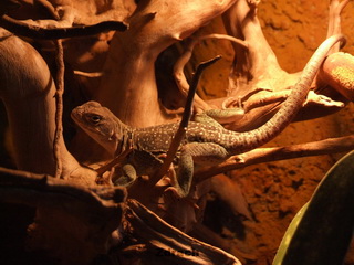 ZOO Wrocław