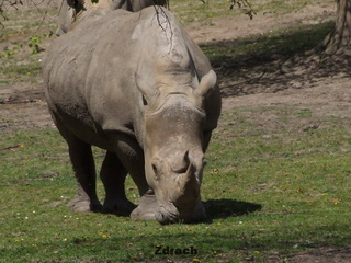 Ogród Zoologiczny w Poznaniu