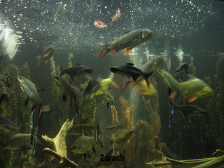 ZOO Wrocław