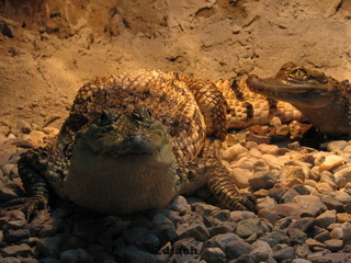 ZOO Wrocław