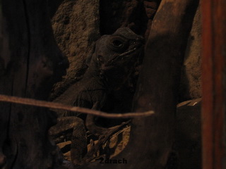 ZOO Wrocław
