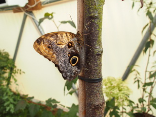 Motylarnia Niechorze