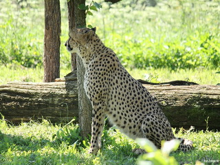 Safari ZOO Dvůr Králové Foto Galeria