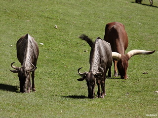 Safari ZOO Dvůr Králové Foto Galeria