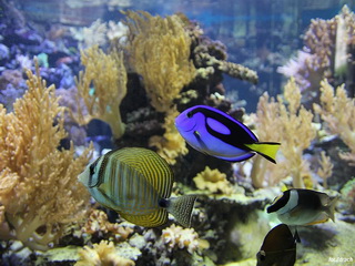 Zoo Wrocław, Ogród Zoologiczny we Wrocławiu