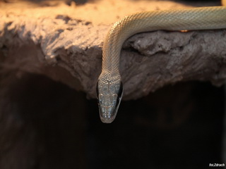 Zoo Wrocław, Ogród Zoologiczny we Wrocławiu