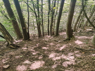 Lackowa - Beskid Niski, Korona Gór Polski