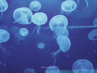 Ogród Zoologiczny we Wrocławiu Afrykanarium Foto Galeria 2012