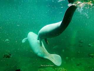 Ogród Zoologiczny we Wrocławiu Afrykanarium Foto Galeria 2012