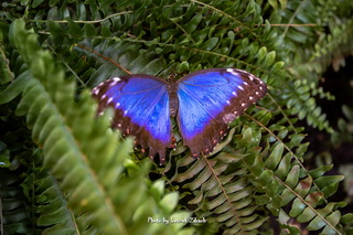 Motylarnia Ustka