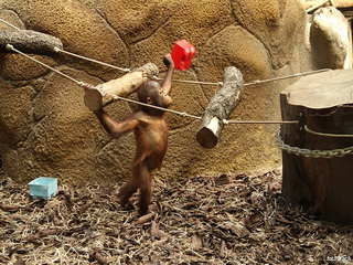 ZOO Dvůr Králové
