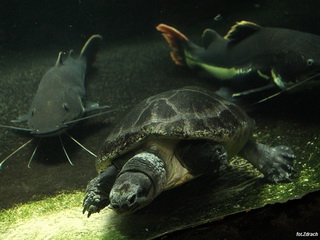 ZOO Dvůr Králové