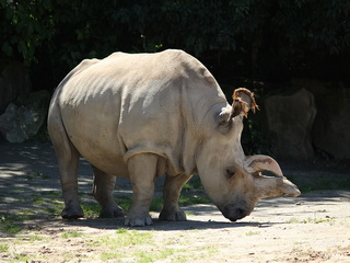 ZOO Dvůr Králové