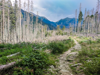 W drodze na Ornak - Dolina Kościeliska - Tatry