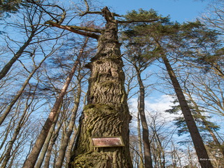 Dąb Rozdrażewskich Krotoszyn